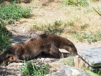 NaturOparC Hunawihr, Alsace (France)